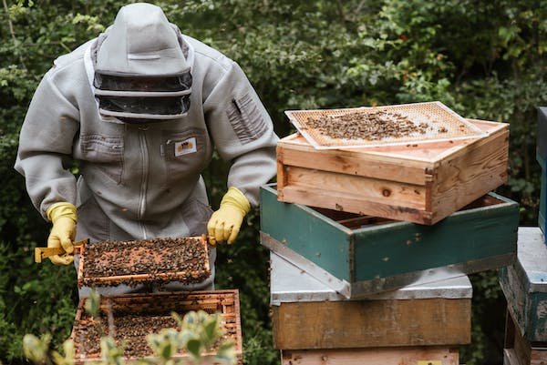 Beekeeping Protective Gear